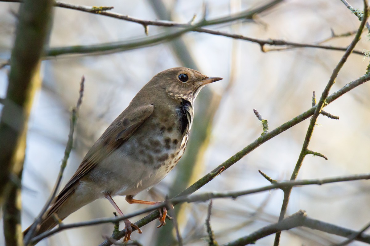 Zorzalito Colirrufo - ML647105605