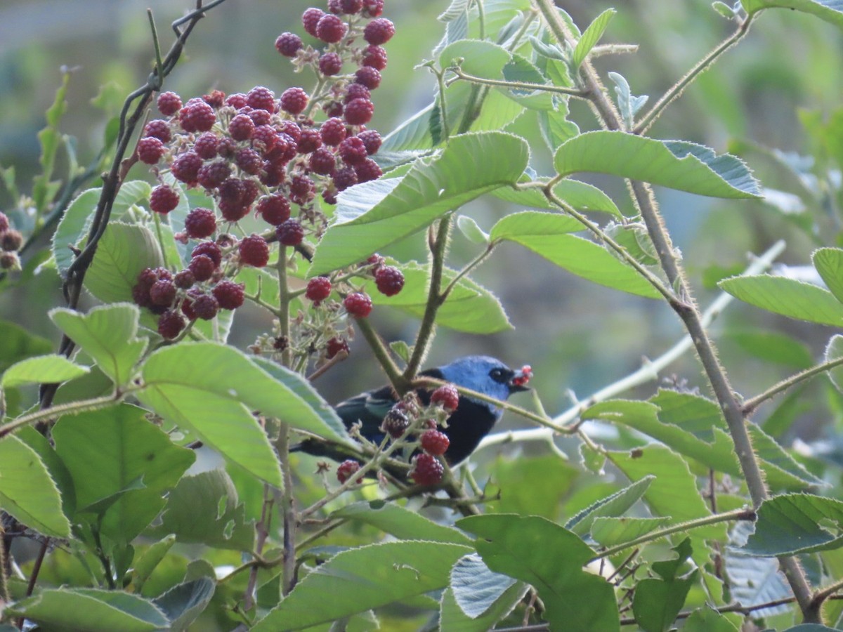 Танагра блакитношия - ML647105610