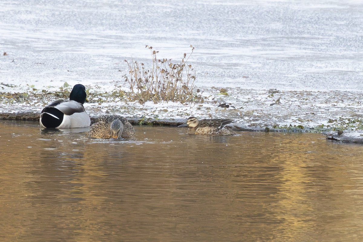 Garganey - ML647105611