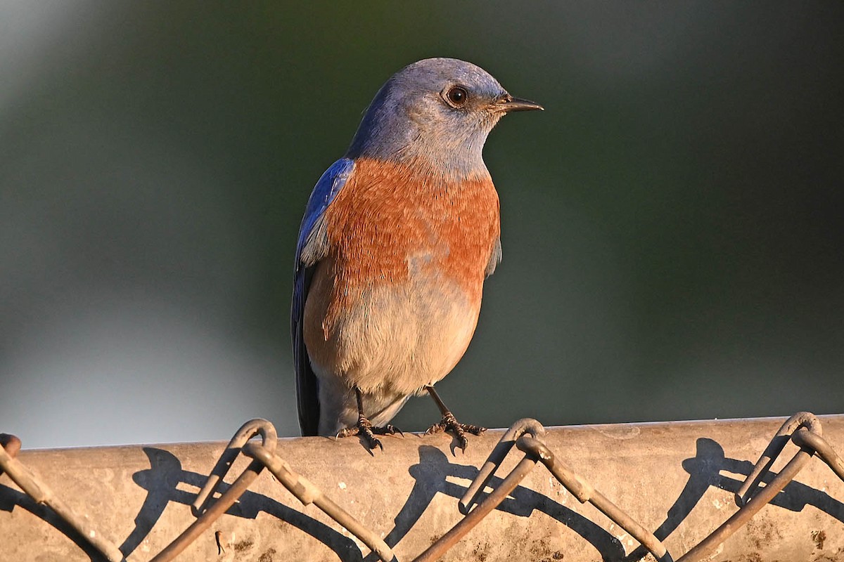 Западная сиалия - ML647105615