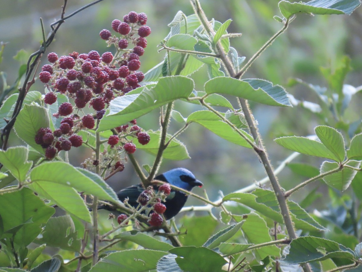 Танагра блакитношия - ML647105617