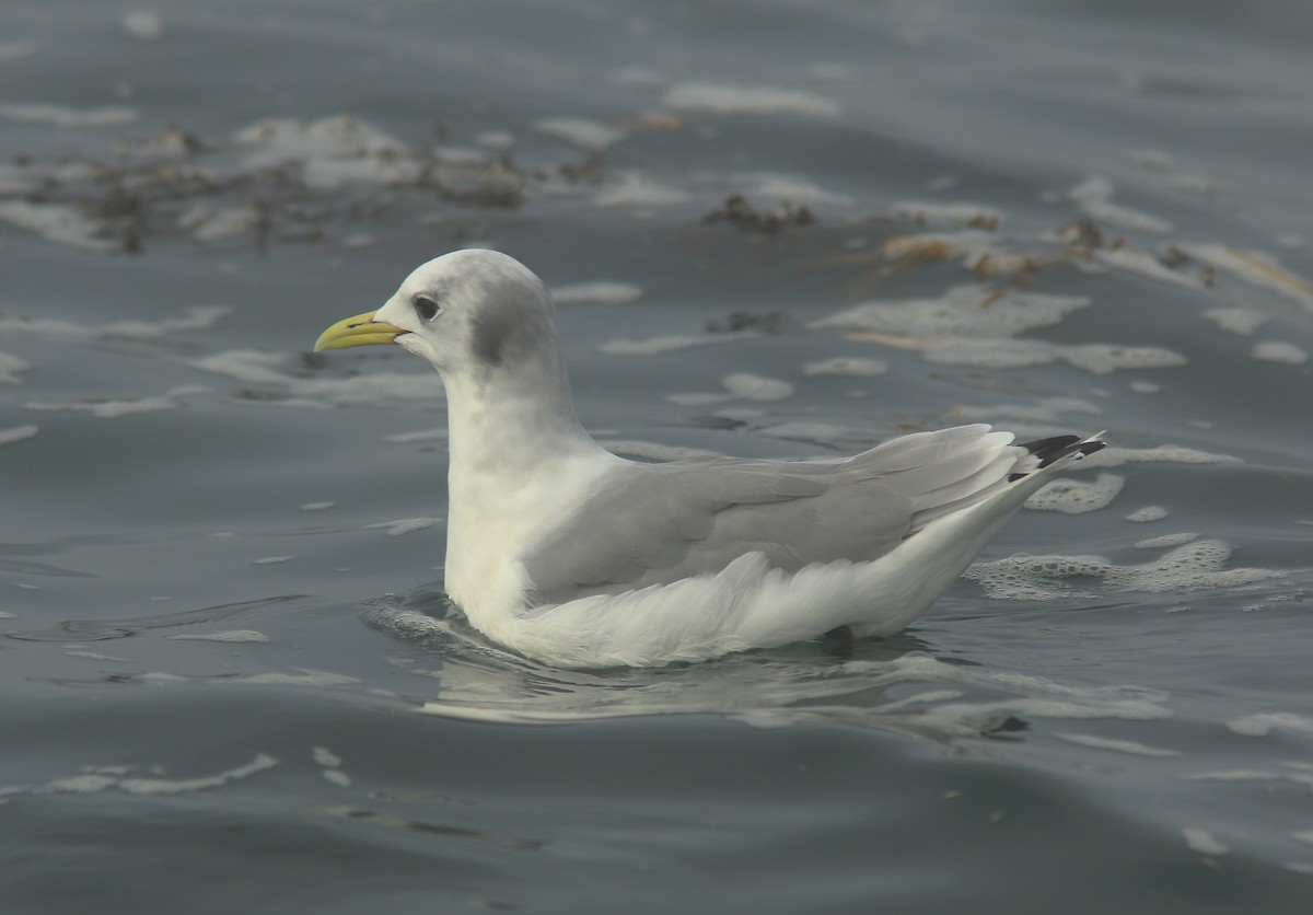 Моевка - ML647105618