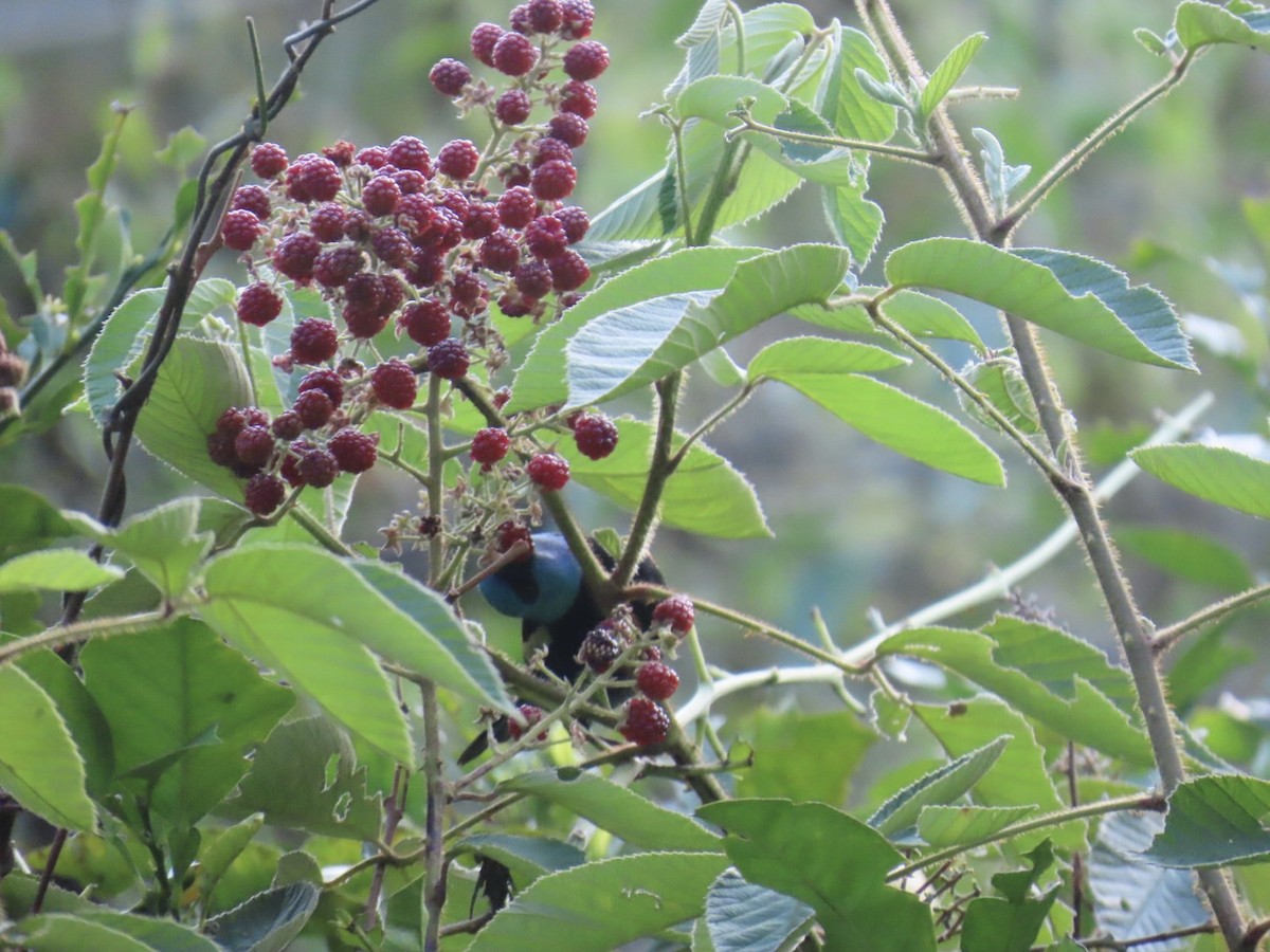 Танагра блакитношия - ML647105619