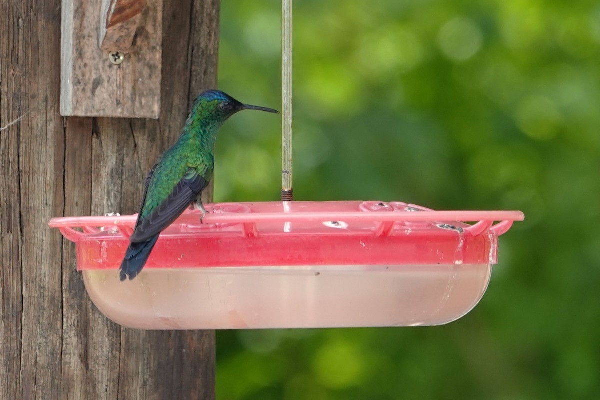 Violet-capped Woodnymph - ML647105621