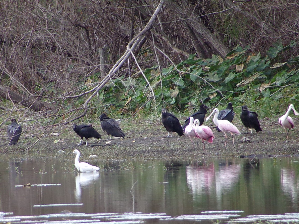Black Vulture - ML647105641