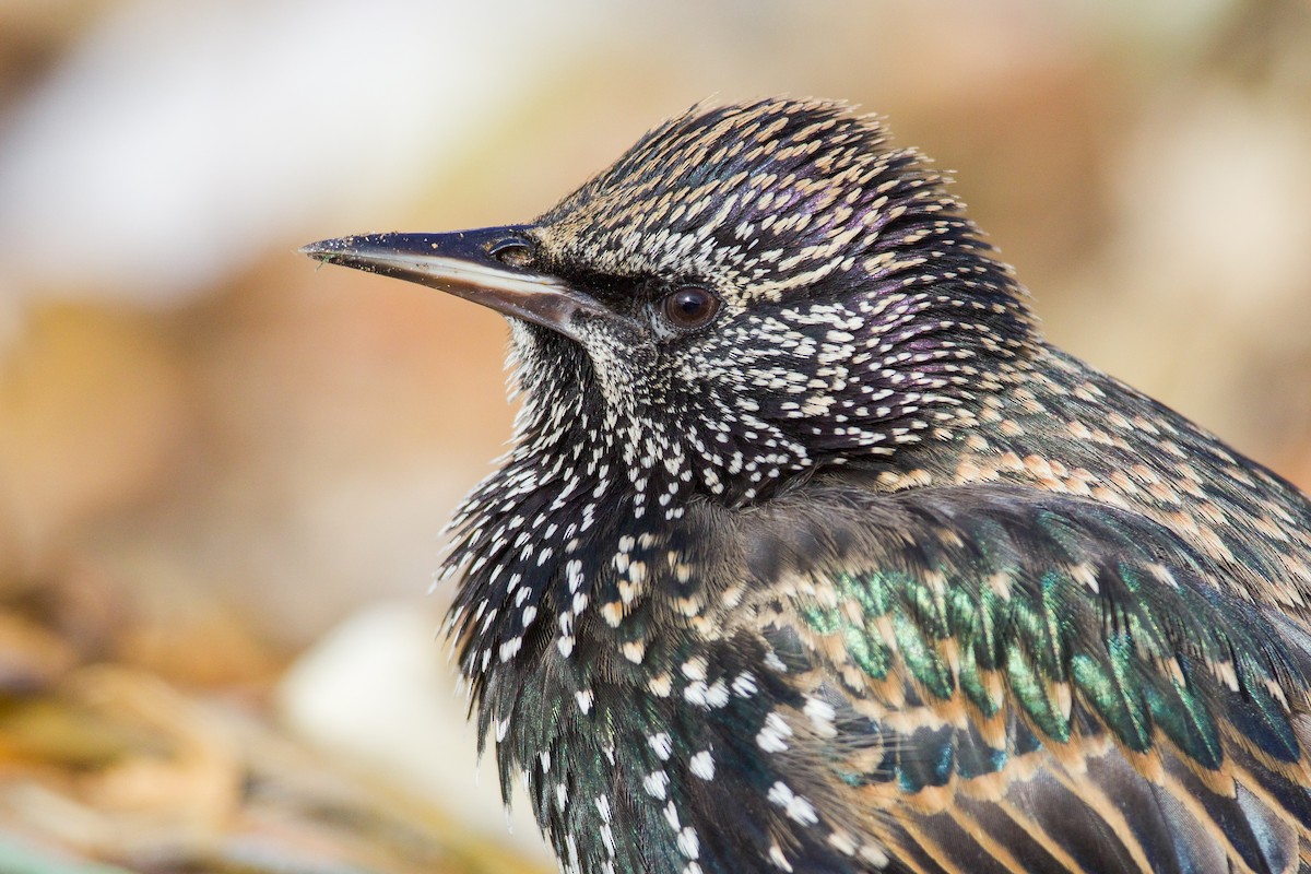 European Starling - ML647105643