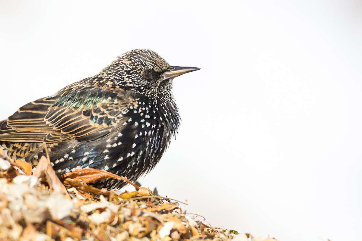 European Starling - ML647105644