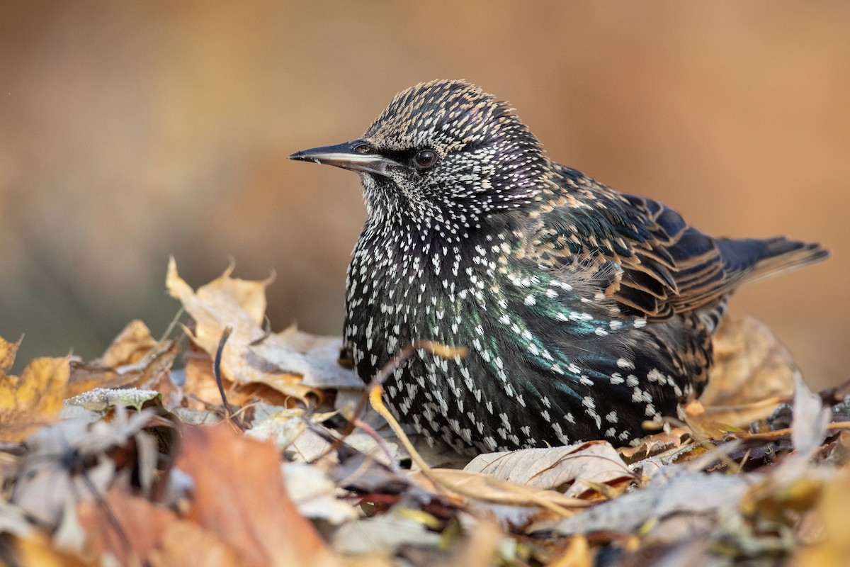 European Starling - ML647105645