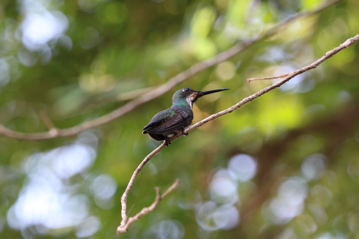 Black-throated Mango - ML647105647