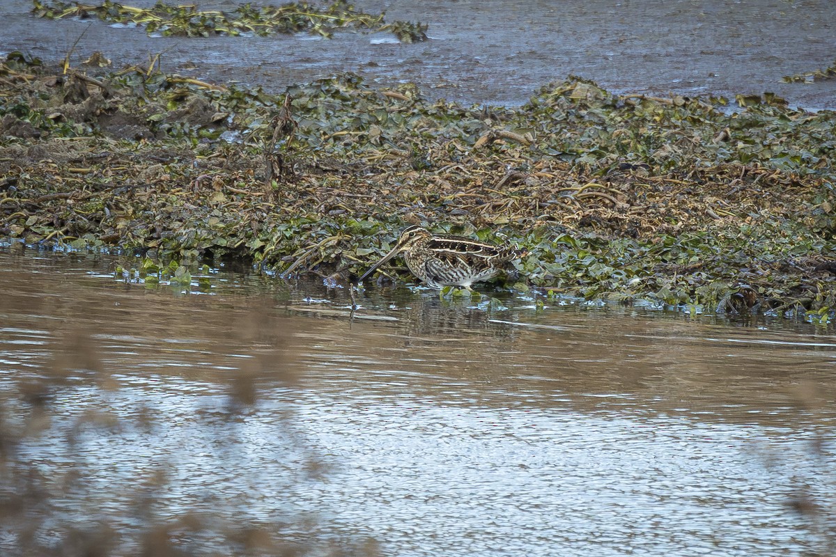 Wilson's Snipe - ML647105648