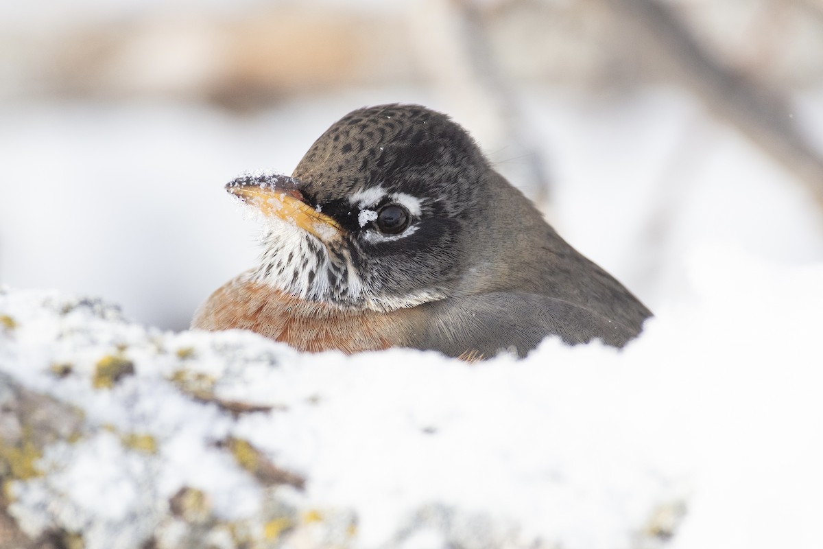 American Robin - ML647105662