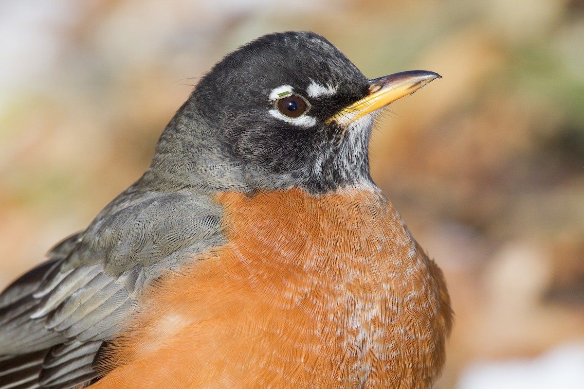 American Robin - ML647105663