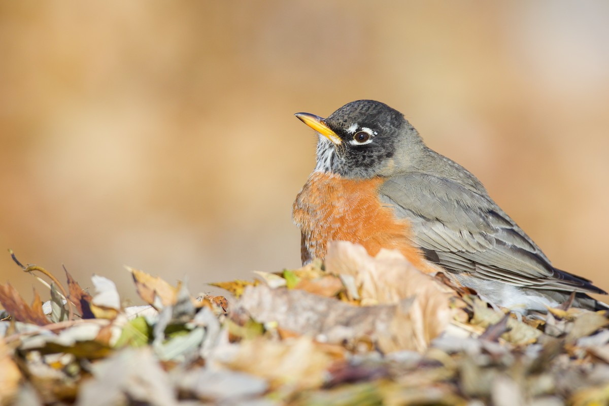 American Robin - ML647105664