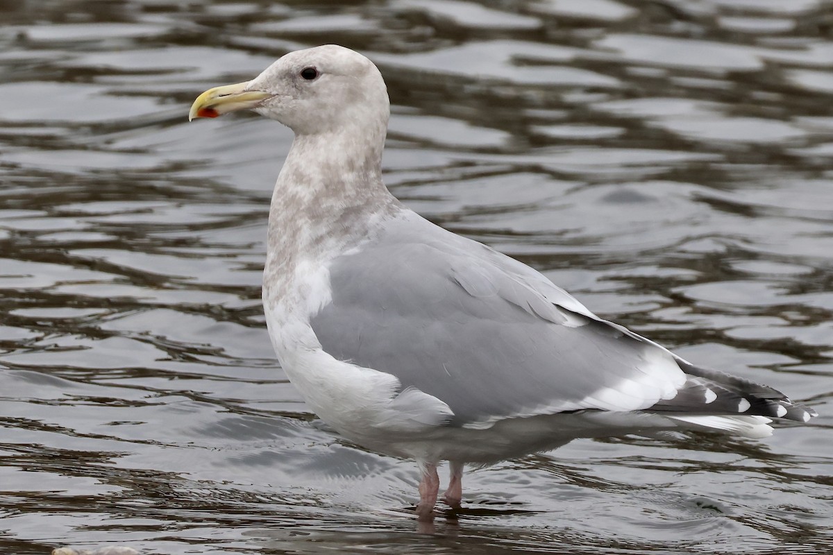 Western x Glaucous-winged Gull (hybrid) - ML647105669