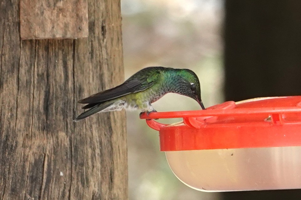 kolibřík pestrý - ML647105671