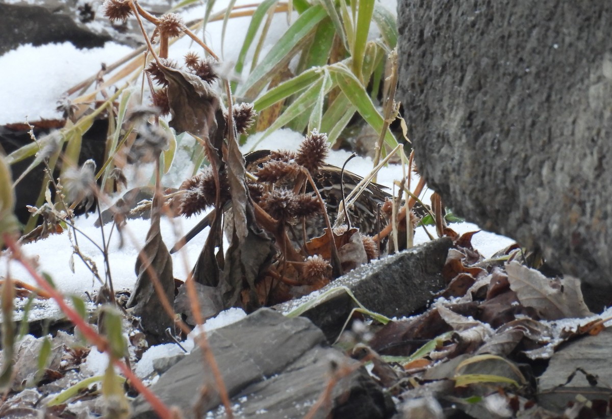 חרטומית אמריקנית - ML647105674