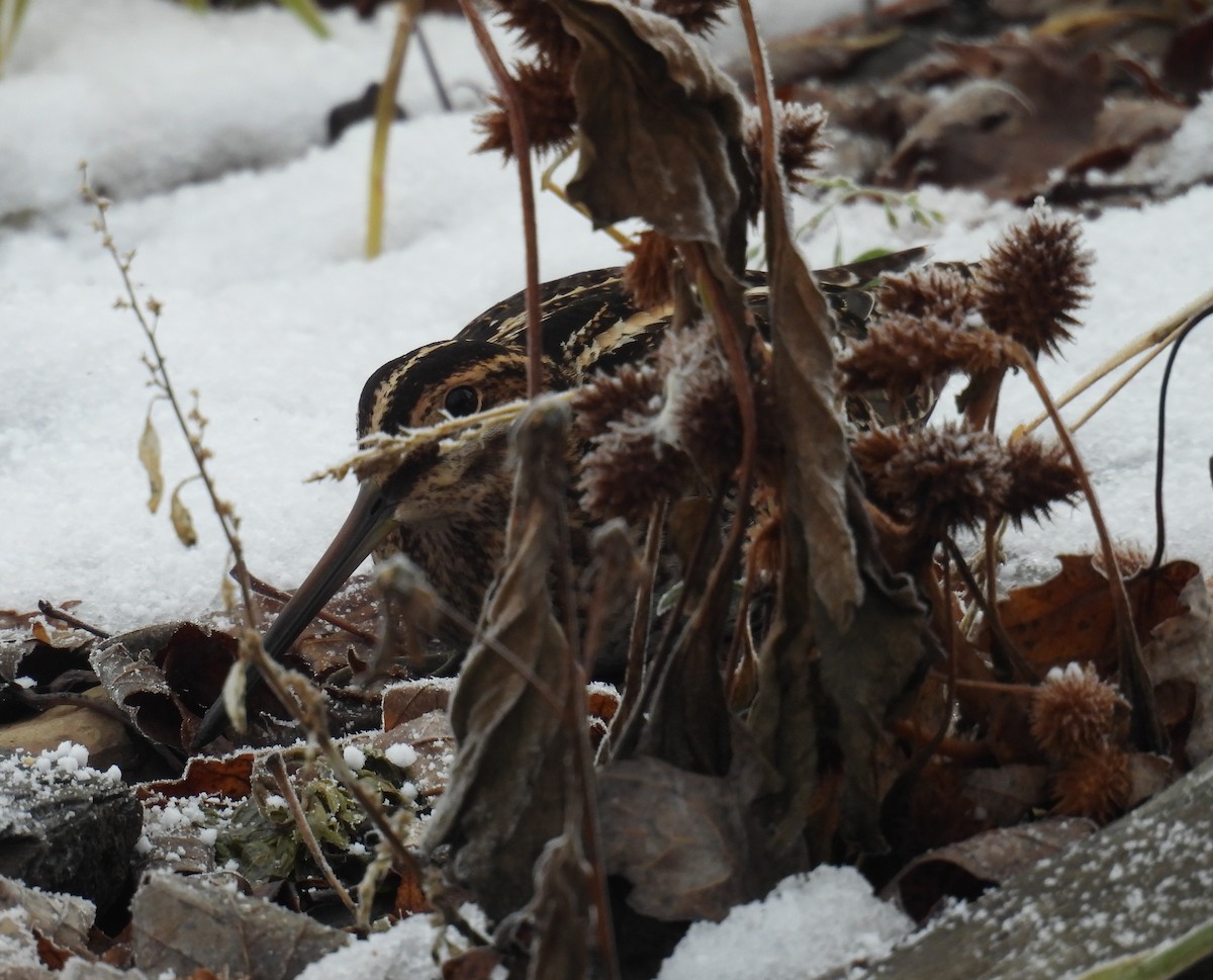 חרטומית אמריקנית - ML647105675