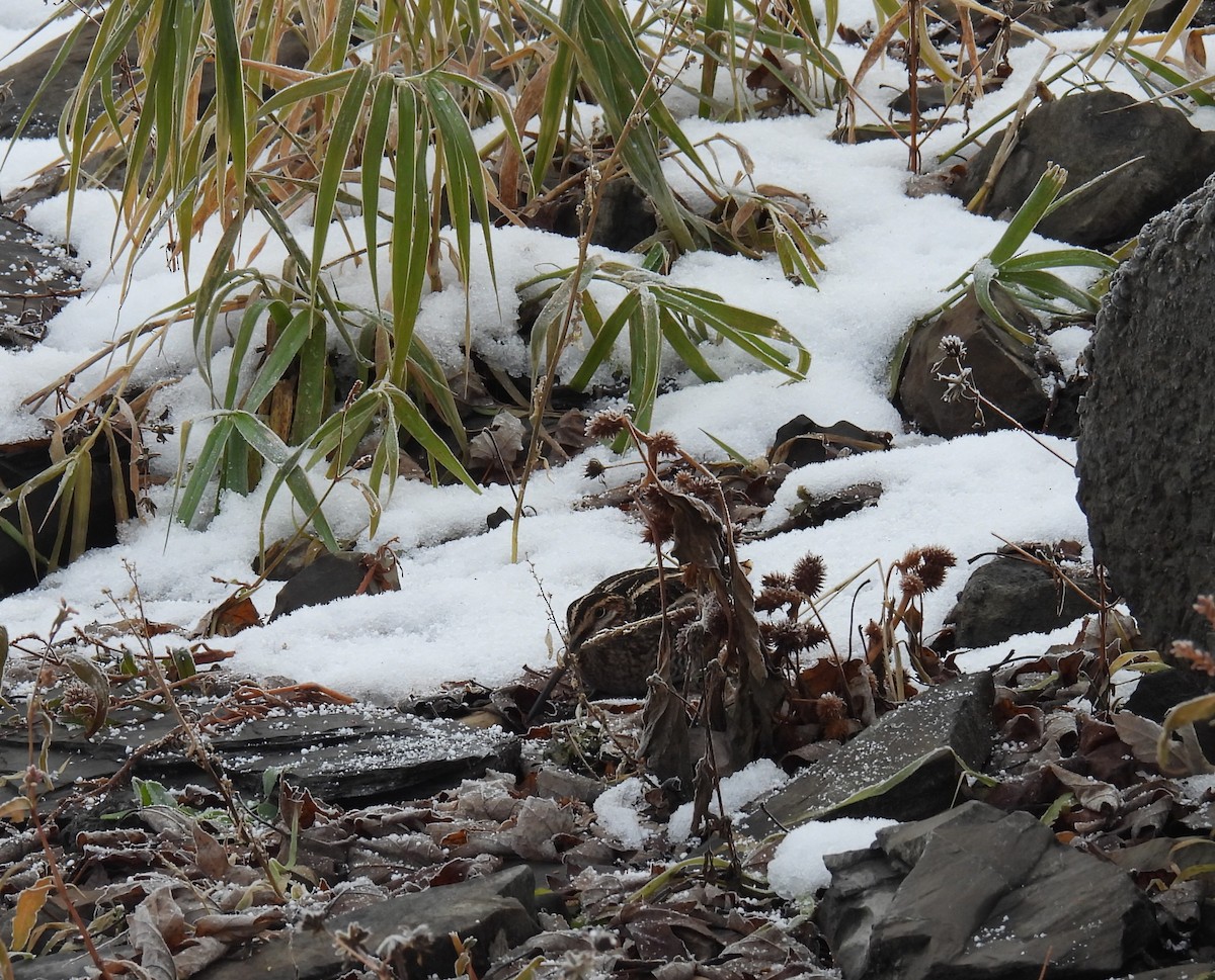 Wilson's Snipe - ML647105676