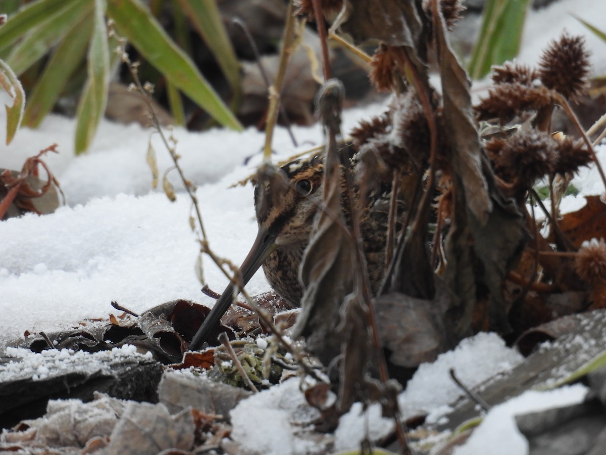 חרטומית אמריקנית - ML647105678