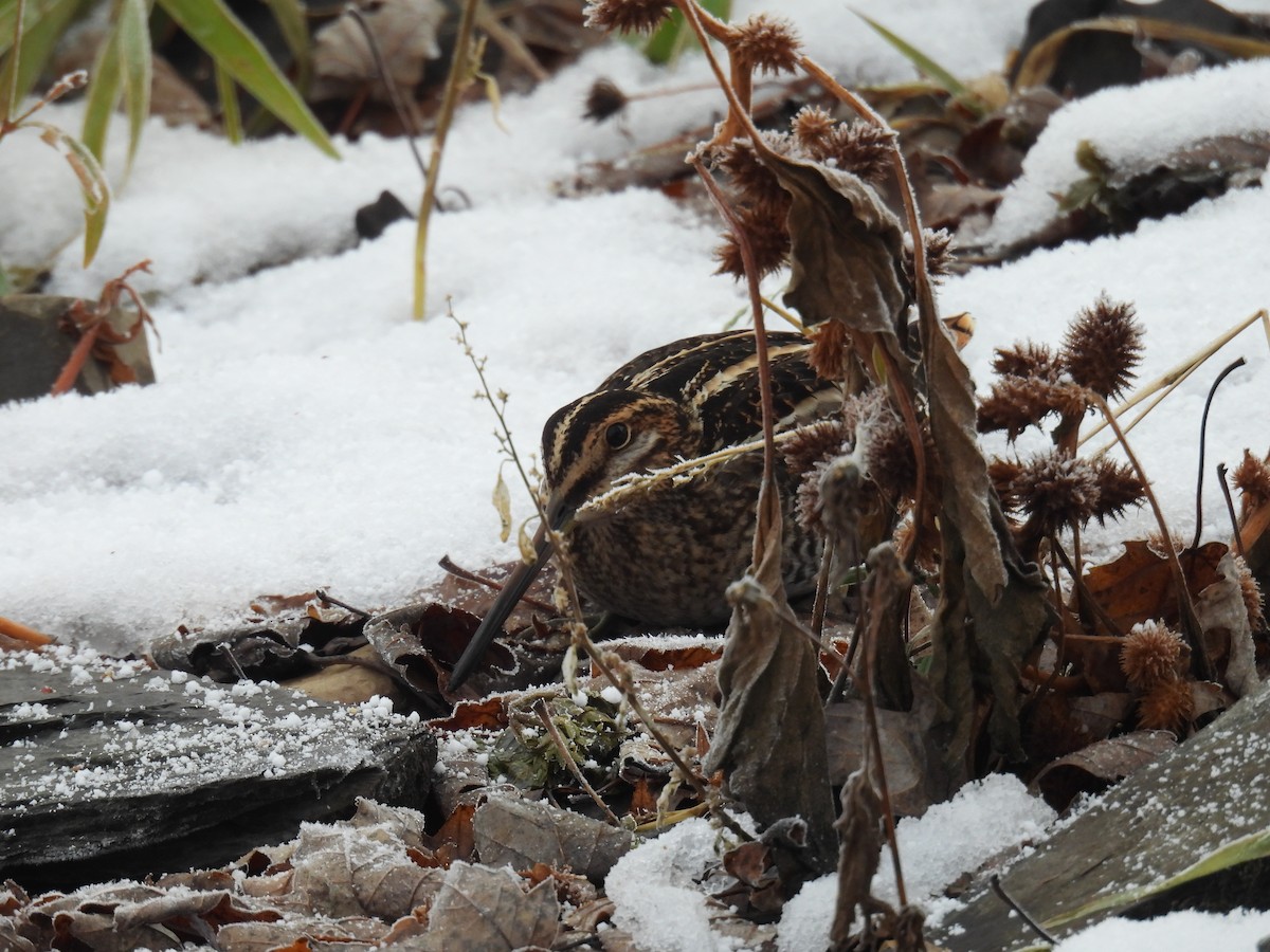 חרטומית אמריקנית - ML647105679