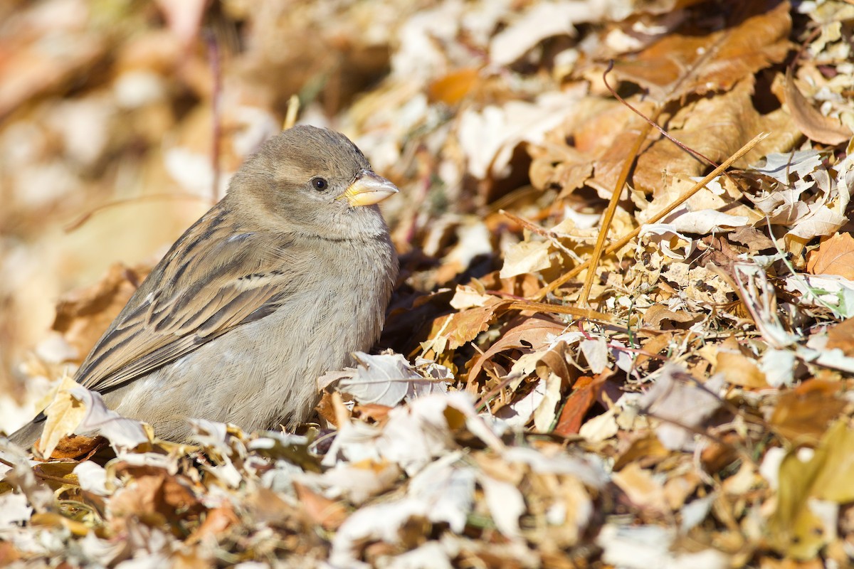 House Sparrow - ML647105686