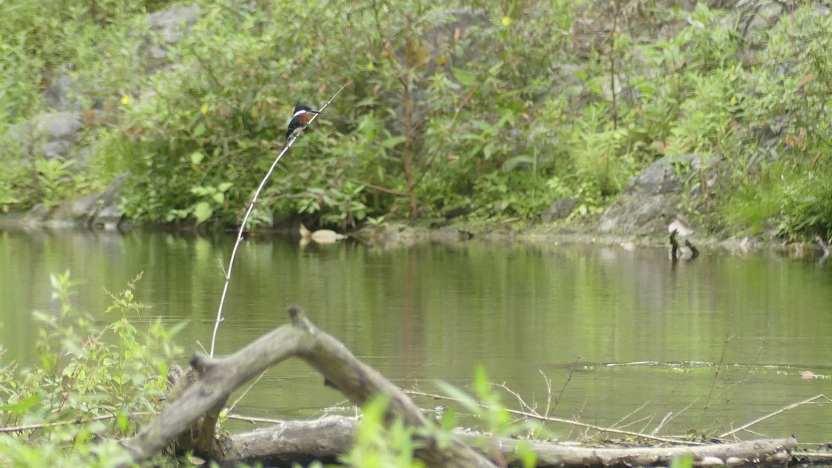 grønnisfugl - ML647105695