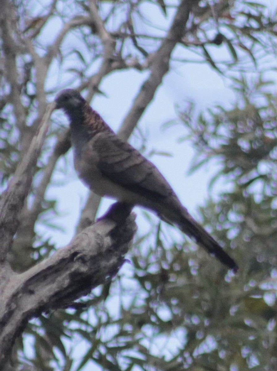 Bar-shouldered Dove - ML647105696