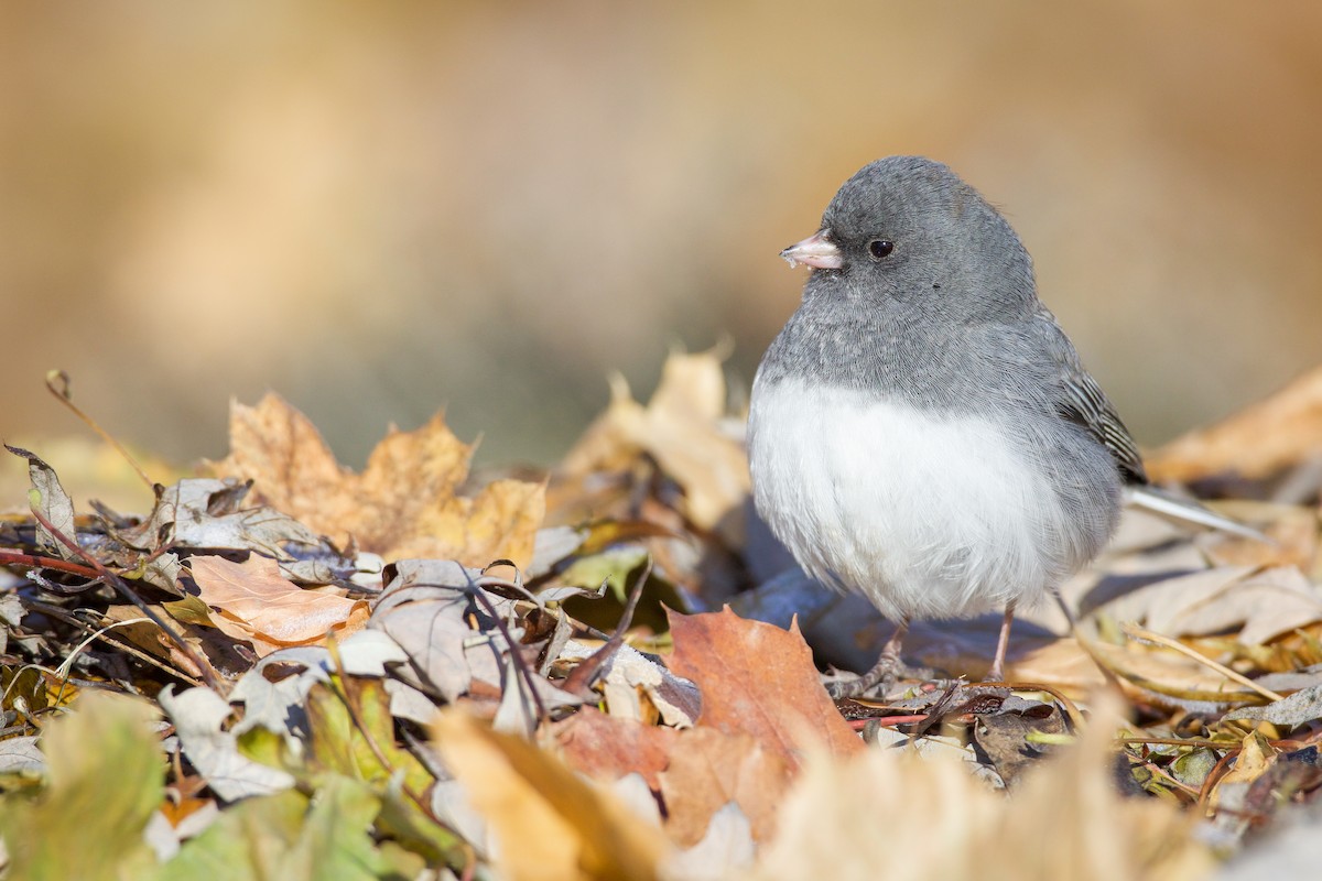 Dark-eyed Junco - ML647105706