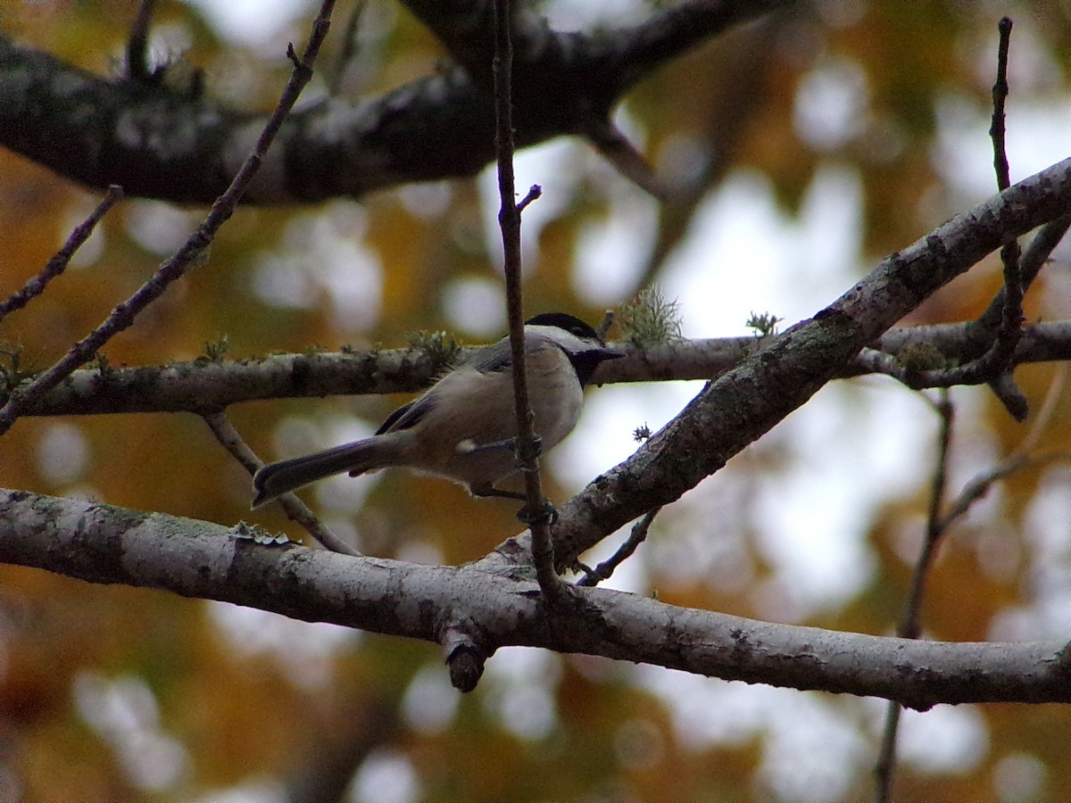 Carolina Chickadee - ML647105710