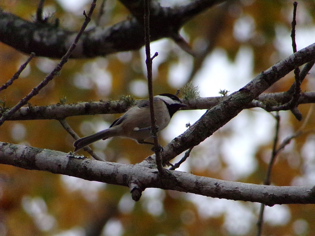 Carolina Chickadee - ML647105711