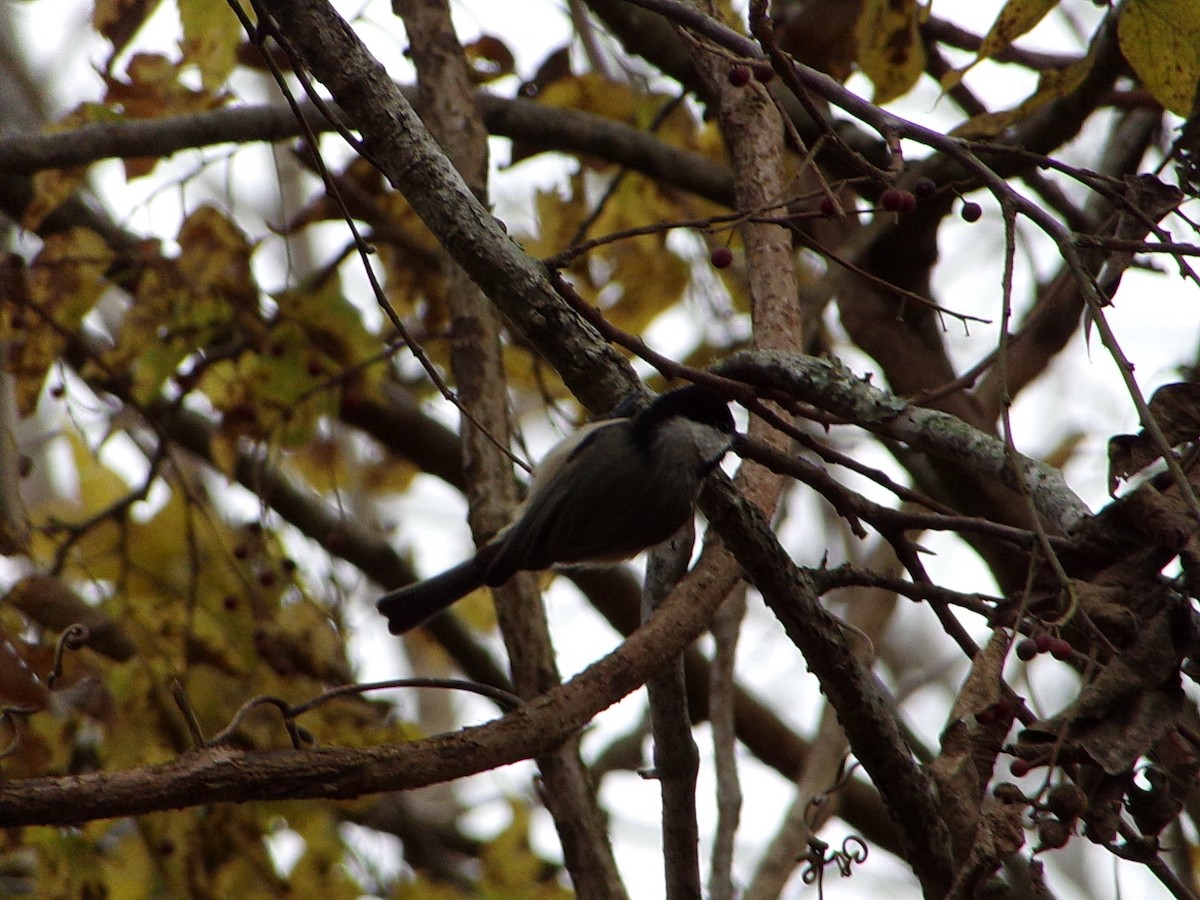 Carolina Chickadee - ML647105712