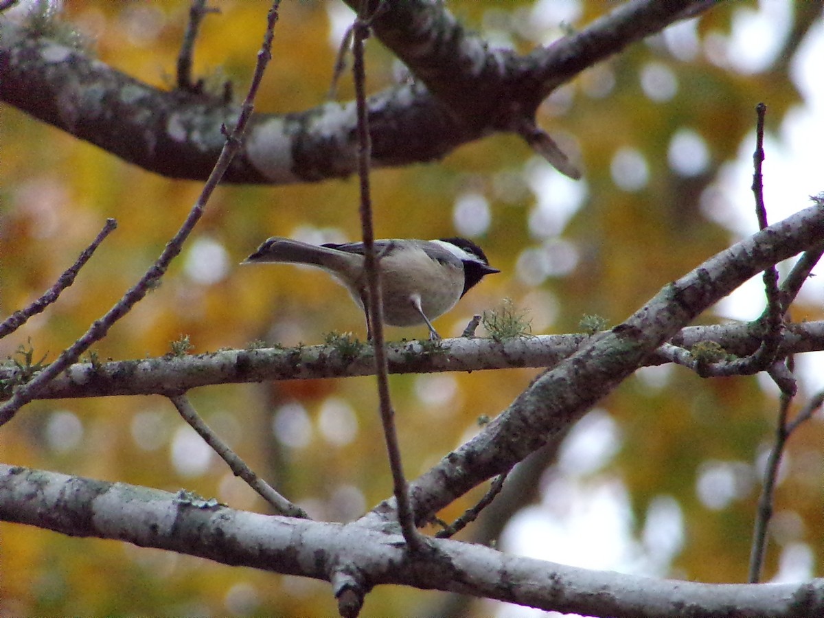 Carolina Chickadee - ML647105713