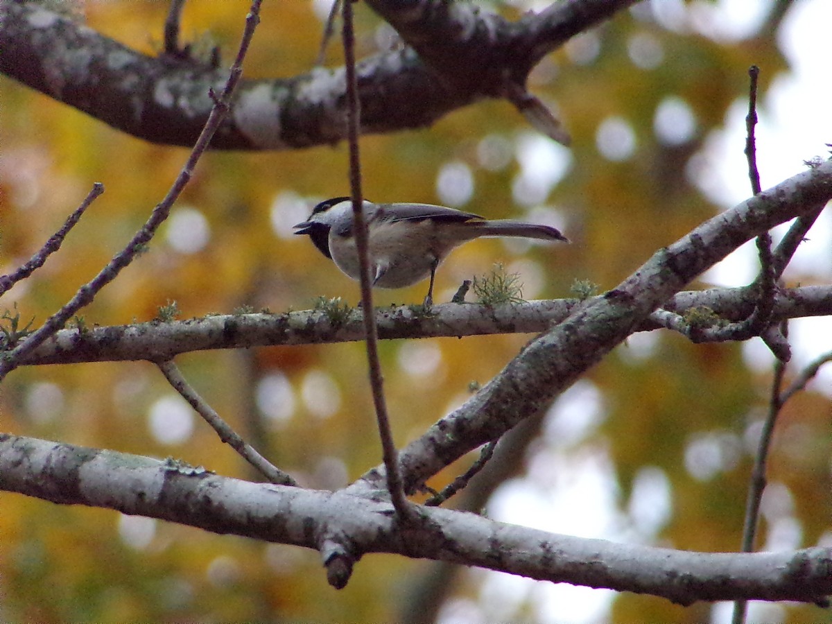 Carolina Chickadee - ML647105714