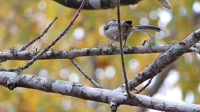 Carolina Chickadee - ML647105716