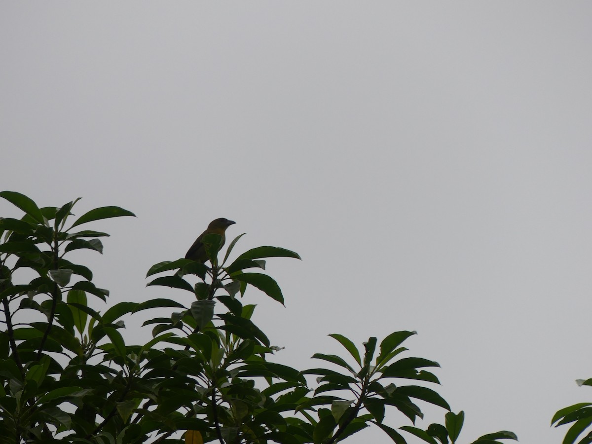 Піранга червона - ML647105719