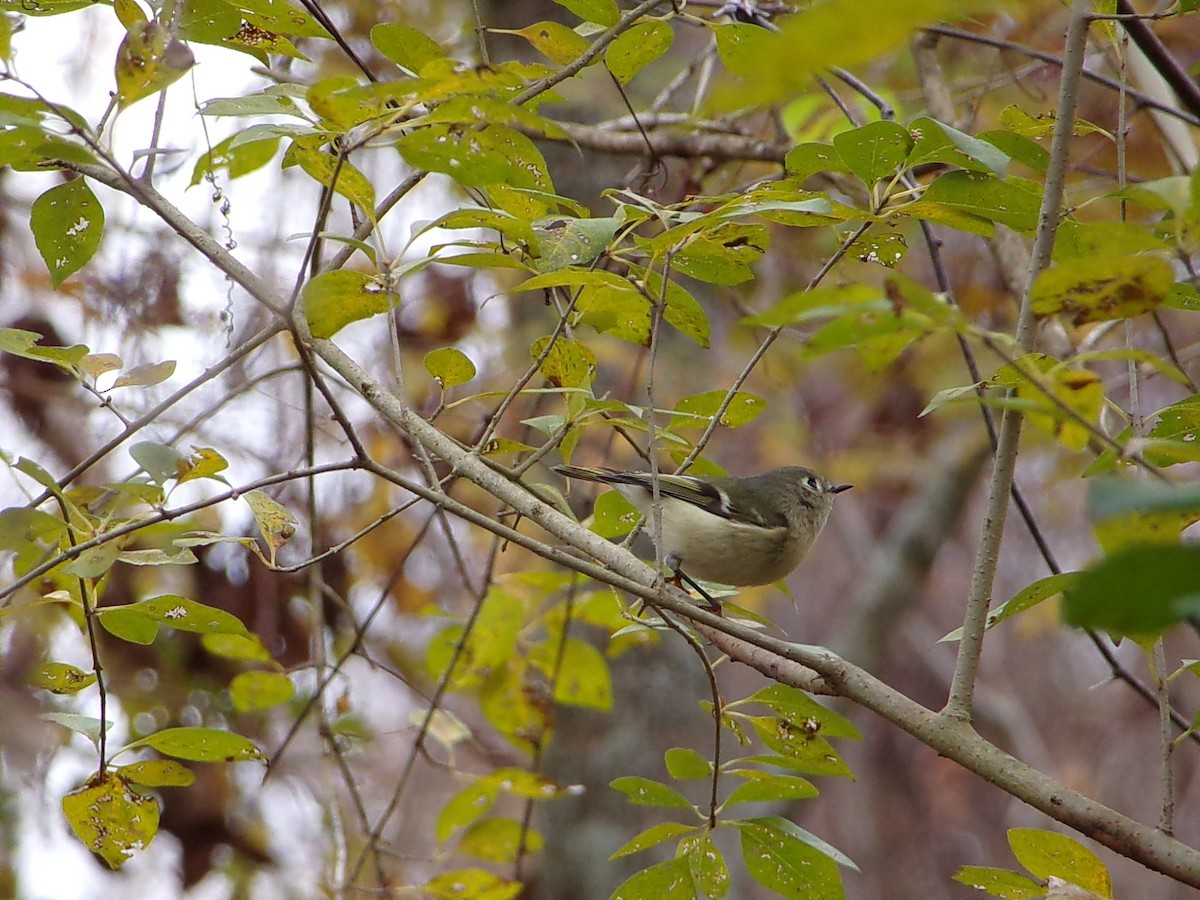 Ruby-crowned Kinglet - ML647105726