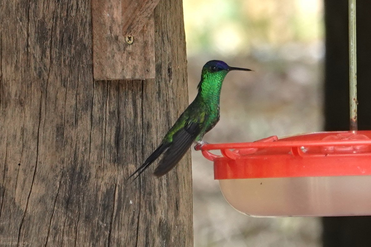 Violet-capped Woodnymph - ML647105727