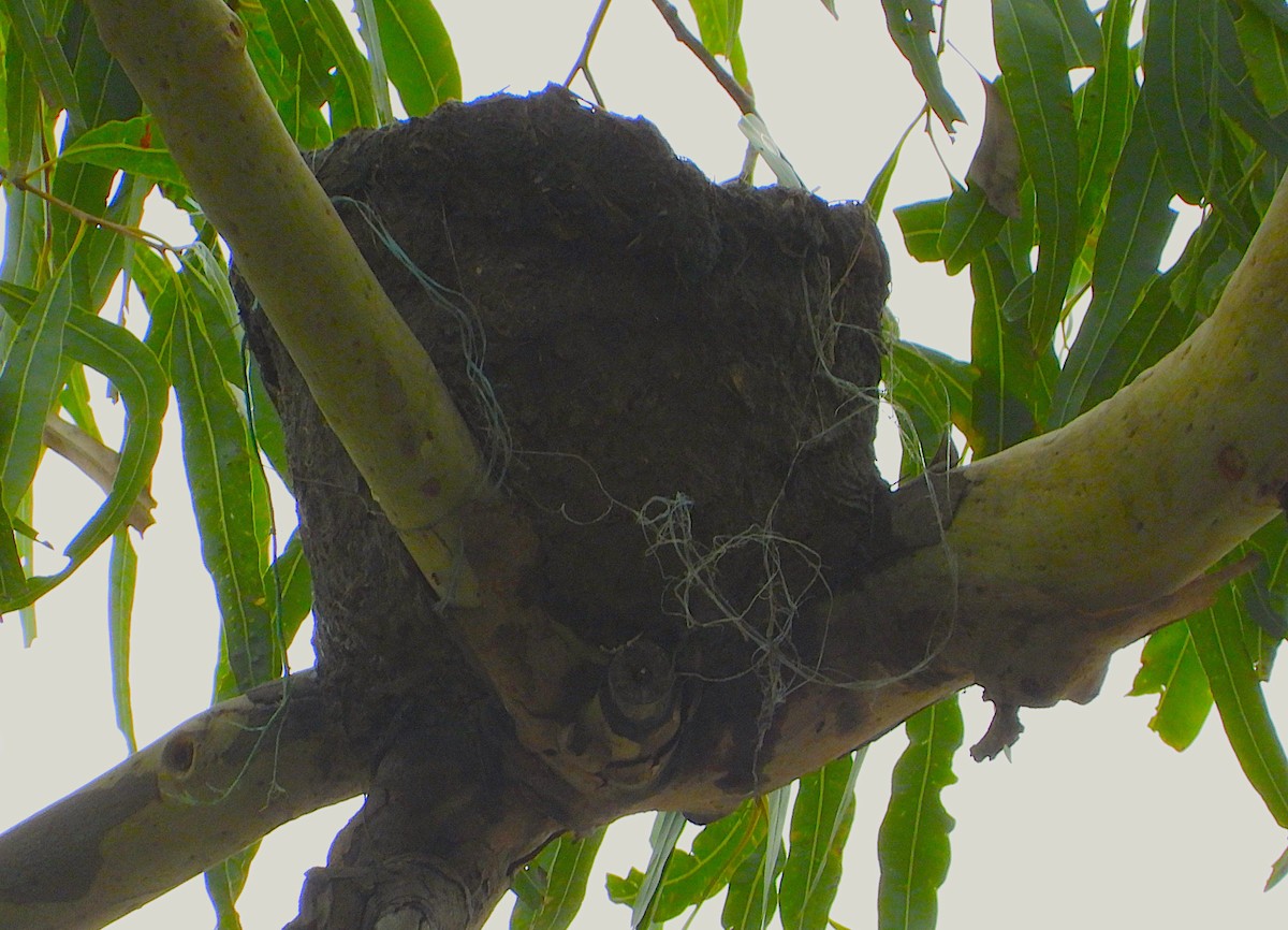 Magpie-lark - ML647105733