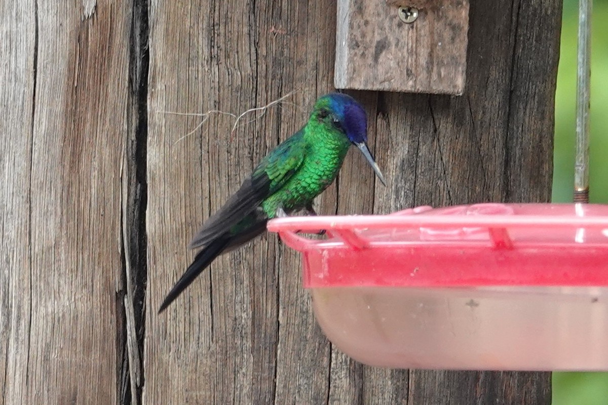 Violet-capped Woodnymph - ML647105737