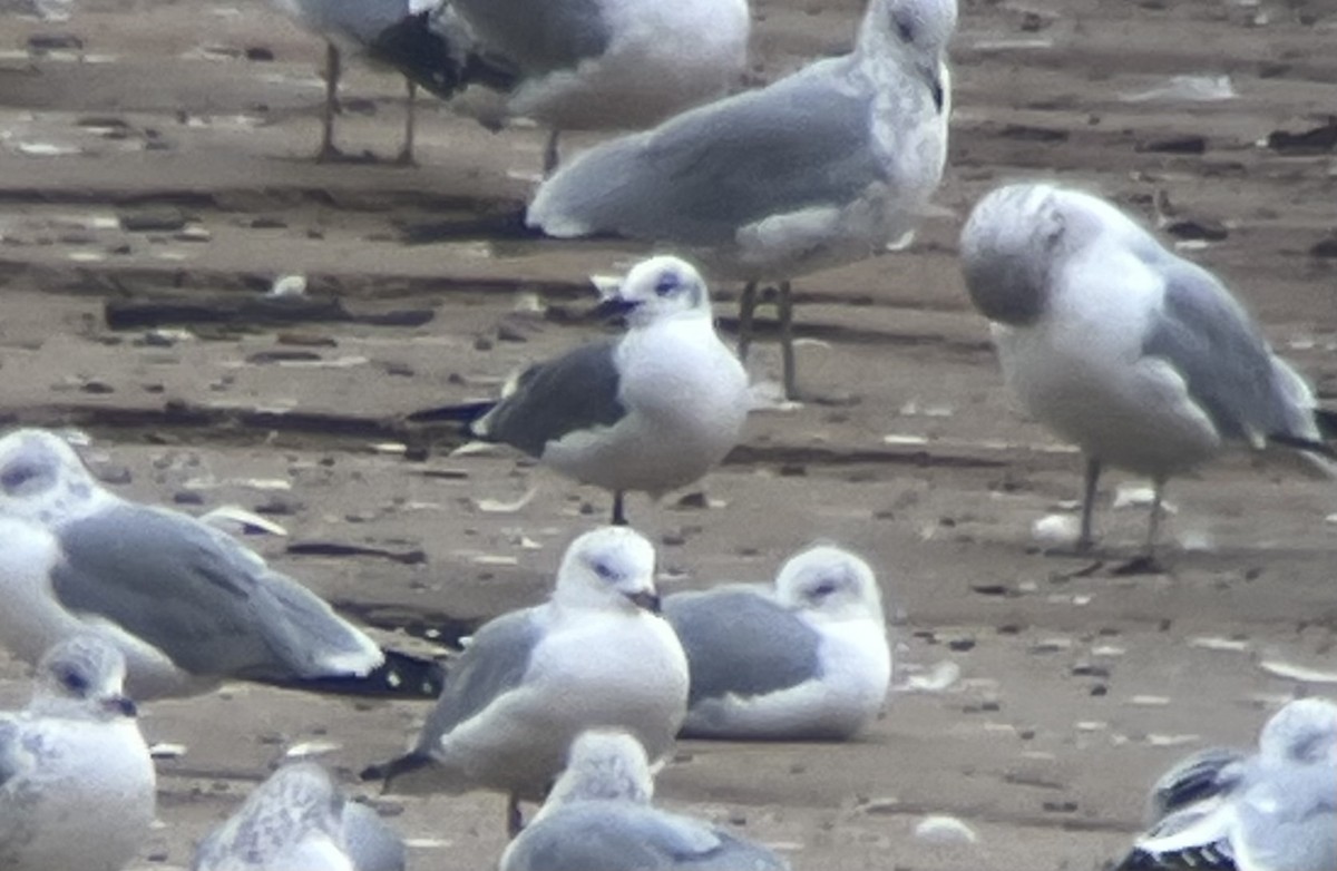 ワライカモメ - ML647105741