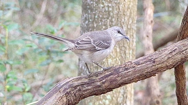 Moqueur polyglotte - ML647105749