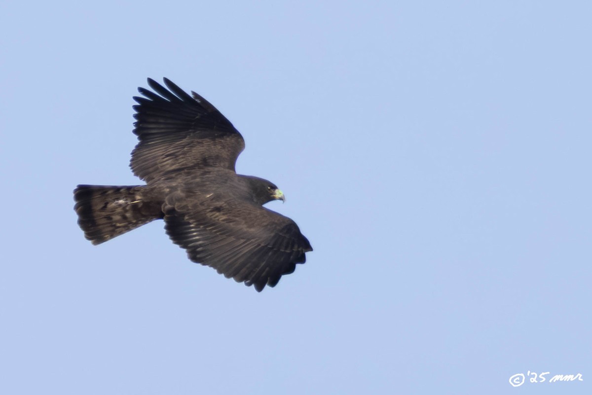 Short-tailed Hawk - ML647105750