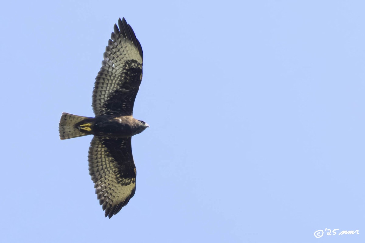 Short-tailed Hawk - ML647105751