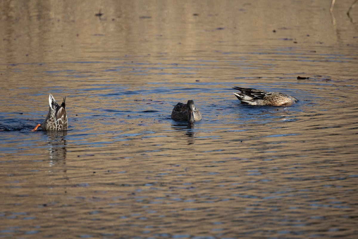 琵嘴鴨 - ML647105752