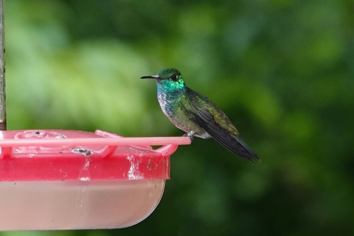 kolibřík pestrý - ML647105773