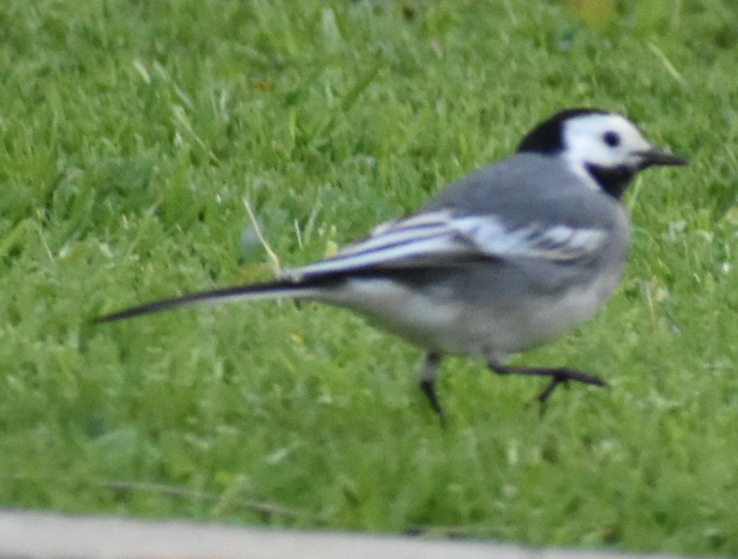 White Wagtail - ML647105775