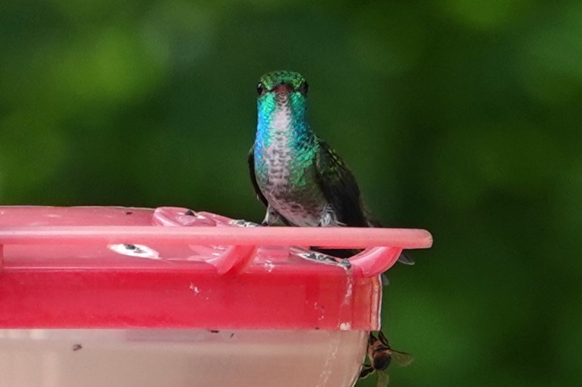 kolibřík pestrý - ML647105779