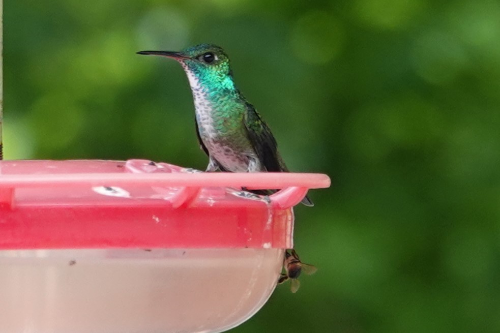 kolibřík pestrý - ML647105785