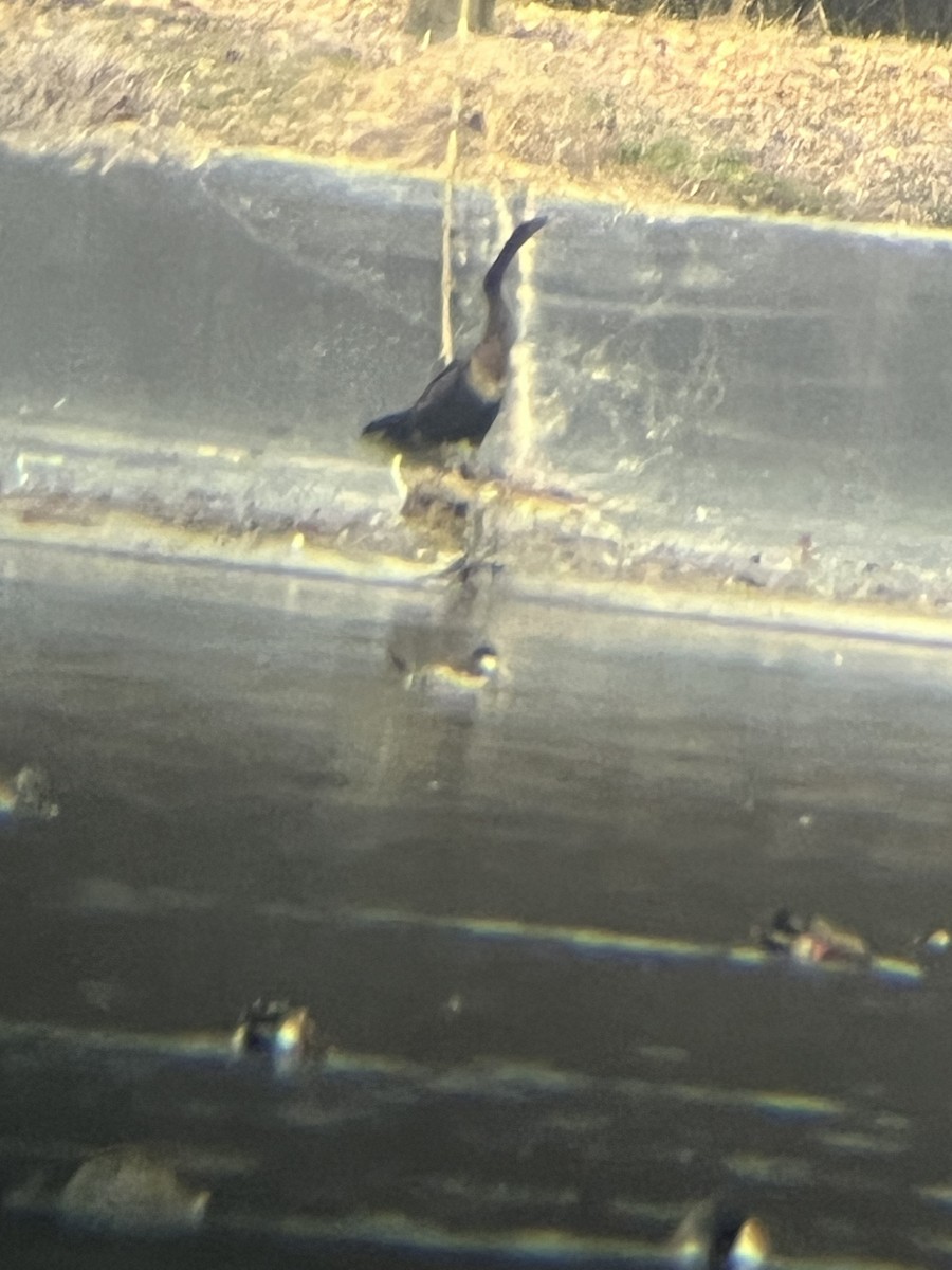 anhinga americká - ML647105790