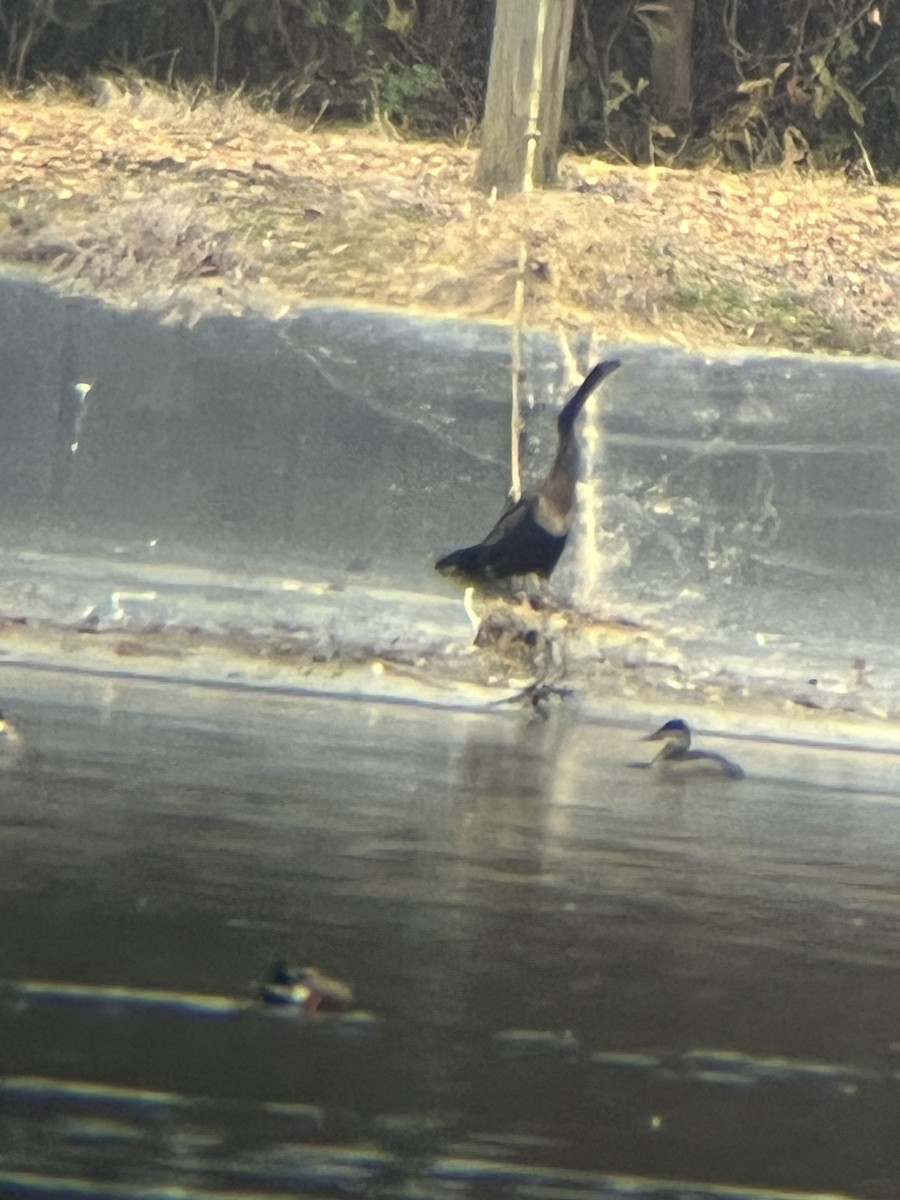 anhinga americká - ML647105791